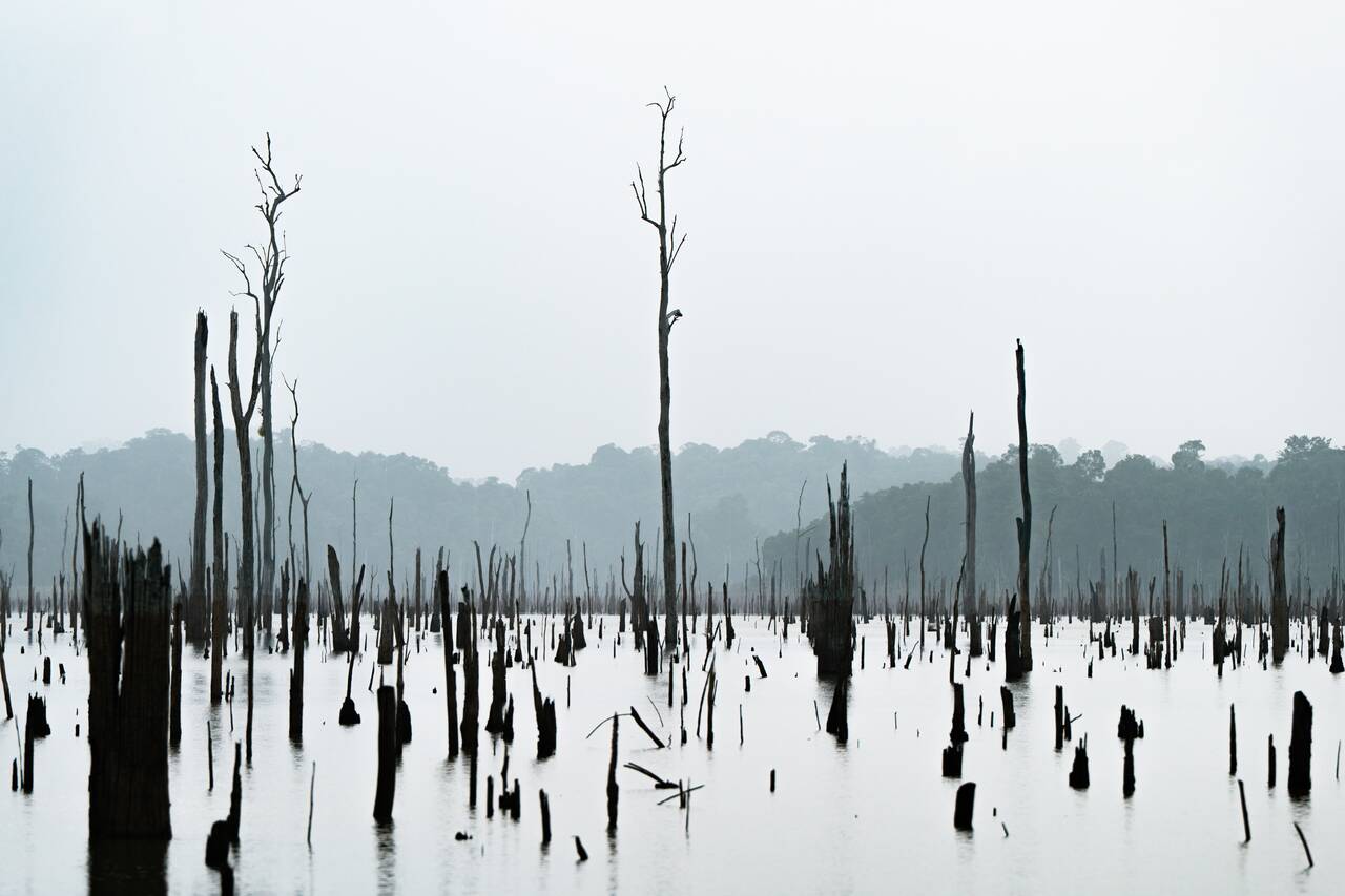 Dead trees in the evening at Sno Island