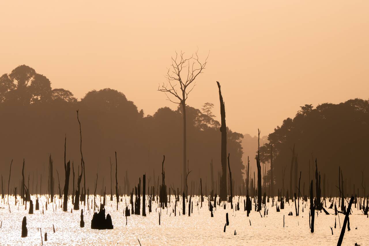 Dead trees at Sno Island lodge near Brownsberg