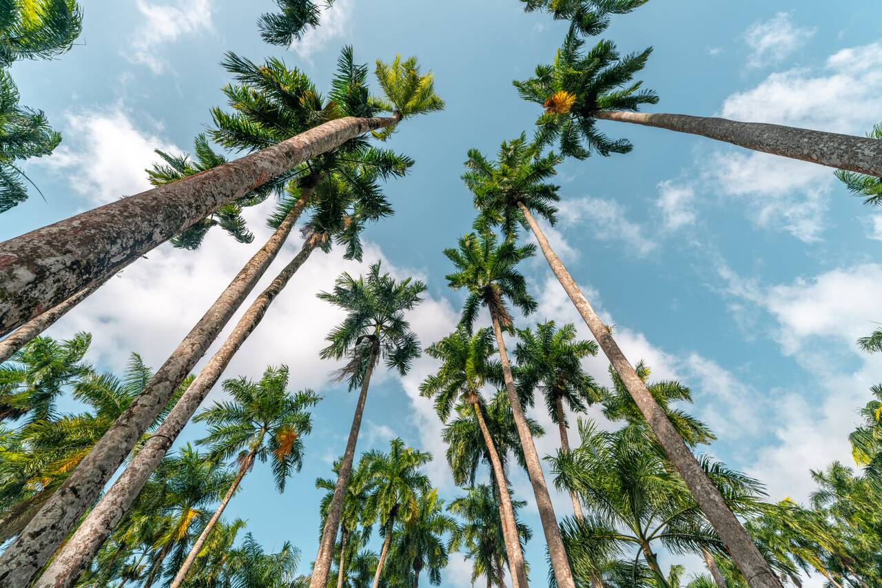 Palm trees seen from Palmtree Garden
