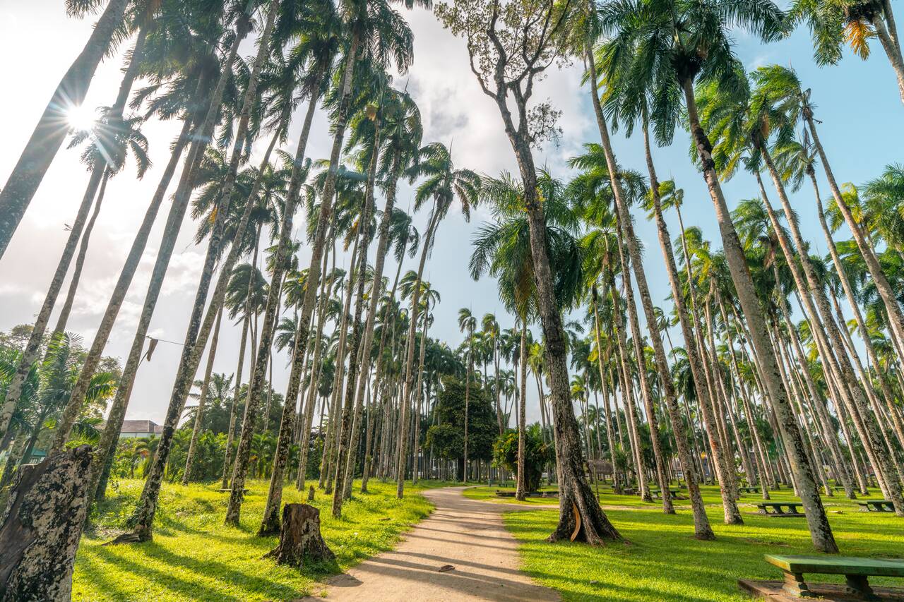 A path at Palmtree Garden