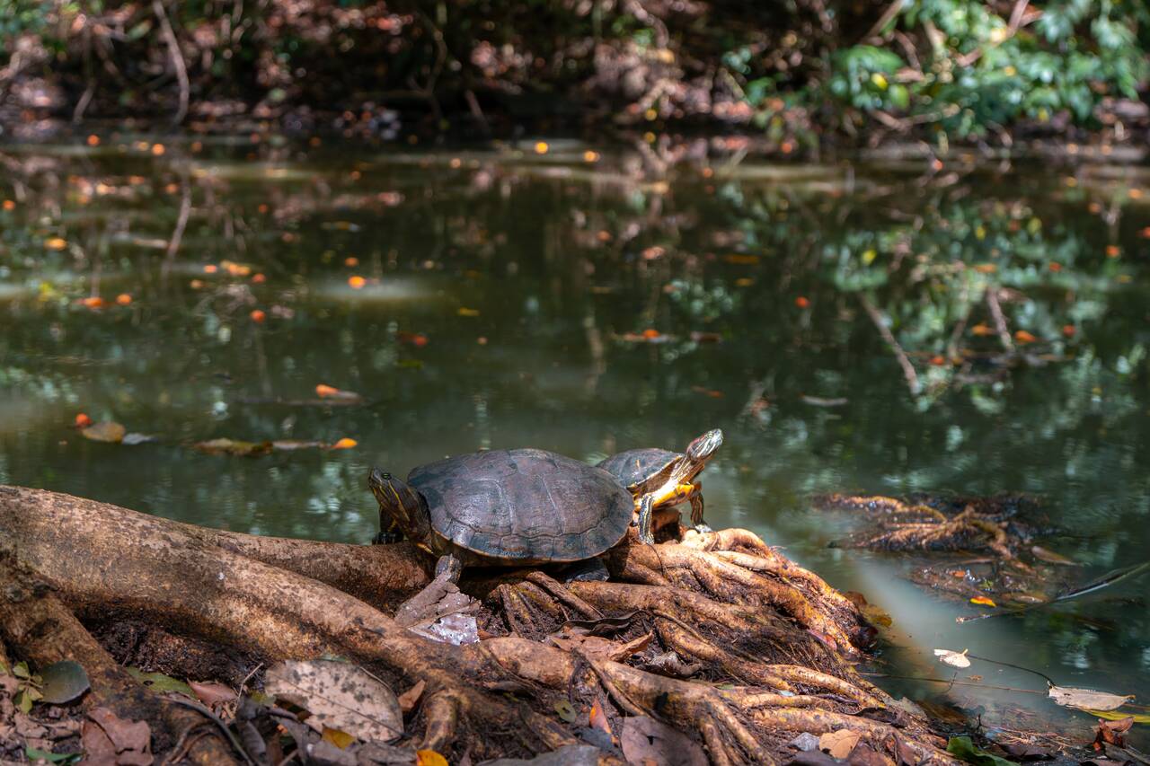 A turtle chilling at a pond in Metropolitan Natural Park