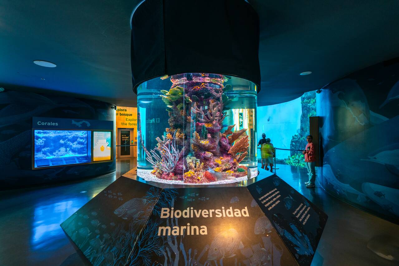 A mini aquarium at Biomuseo