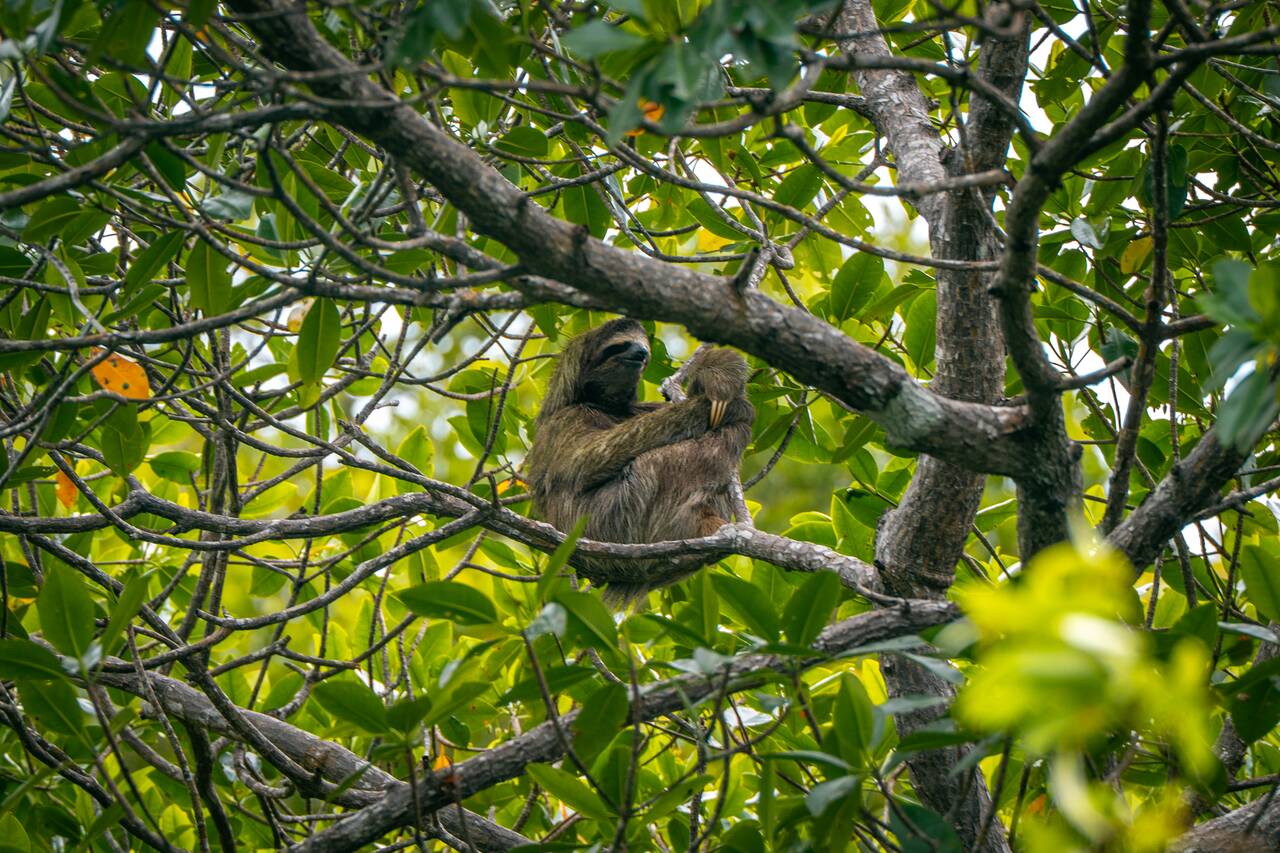 sloth near the mangrove at Hollywood Island
