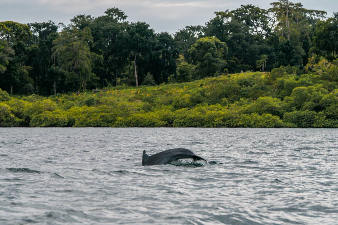 Dolphin tail seen from the boat near Bastimentos Island