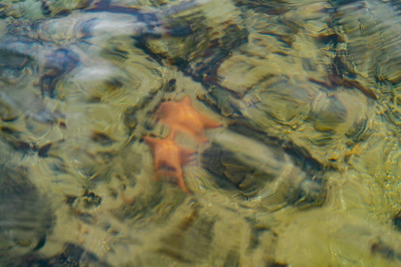 Starfish seen from the boat at Hollywood Island
