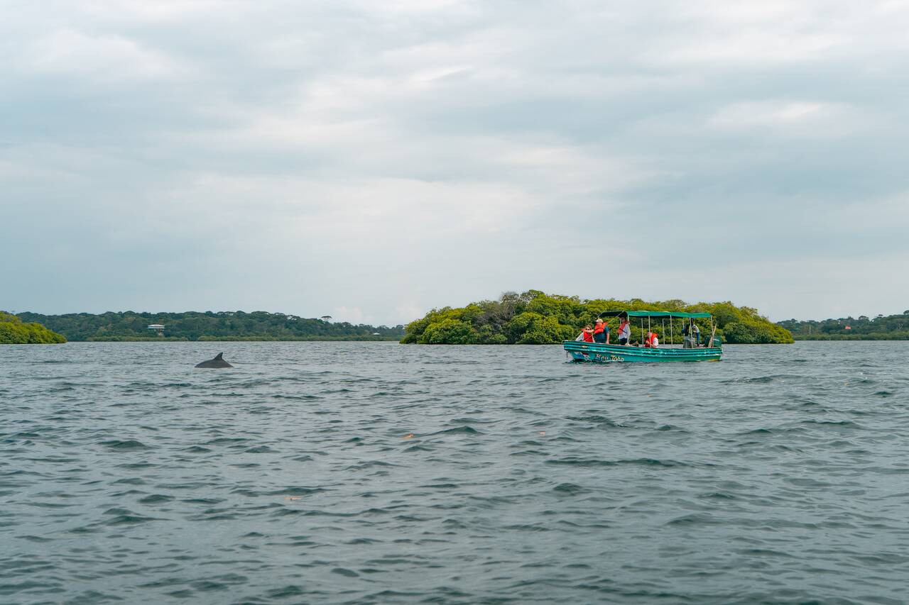 A boat observing a dolphin near Bastimentos Island