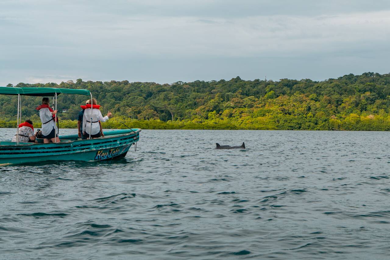 People on a boat observing dolphins near Bastimentos Island