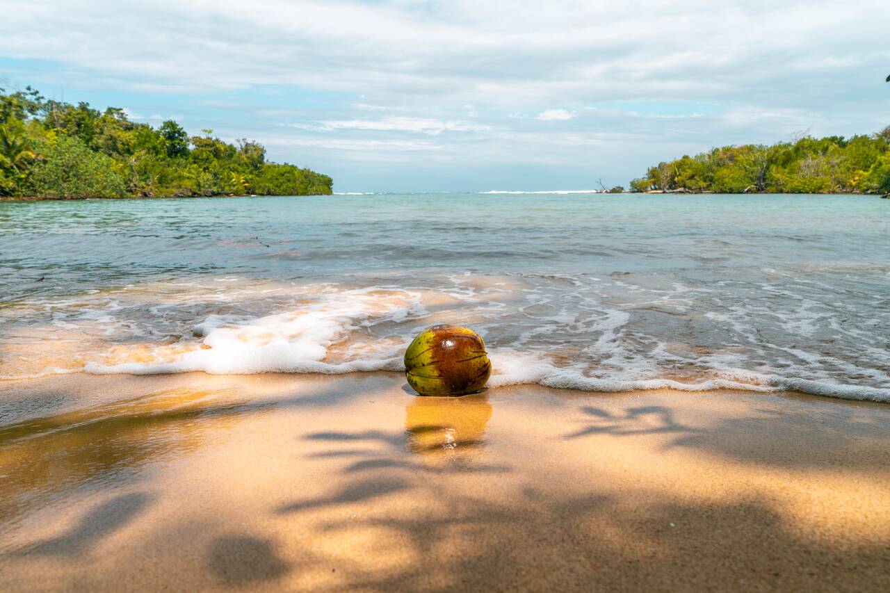 A coconut at Playa La Piscina