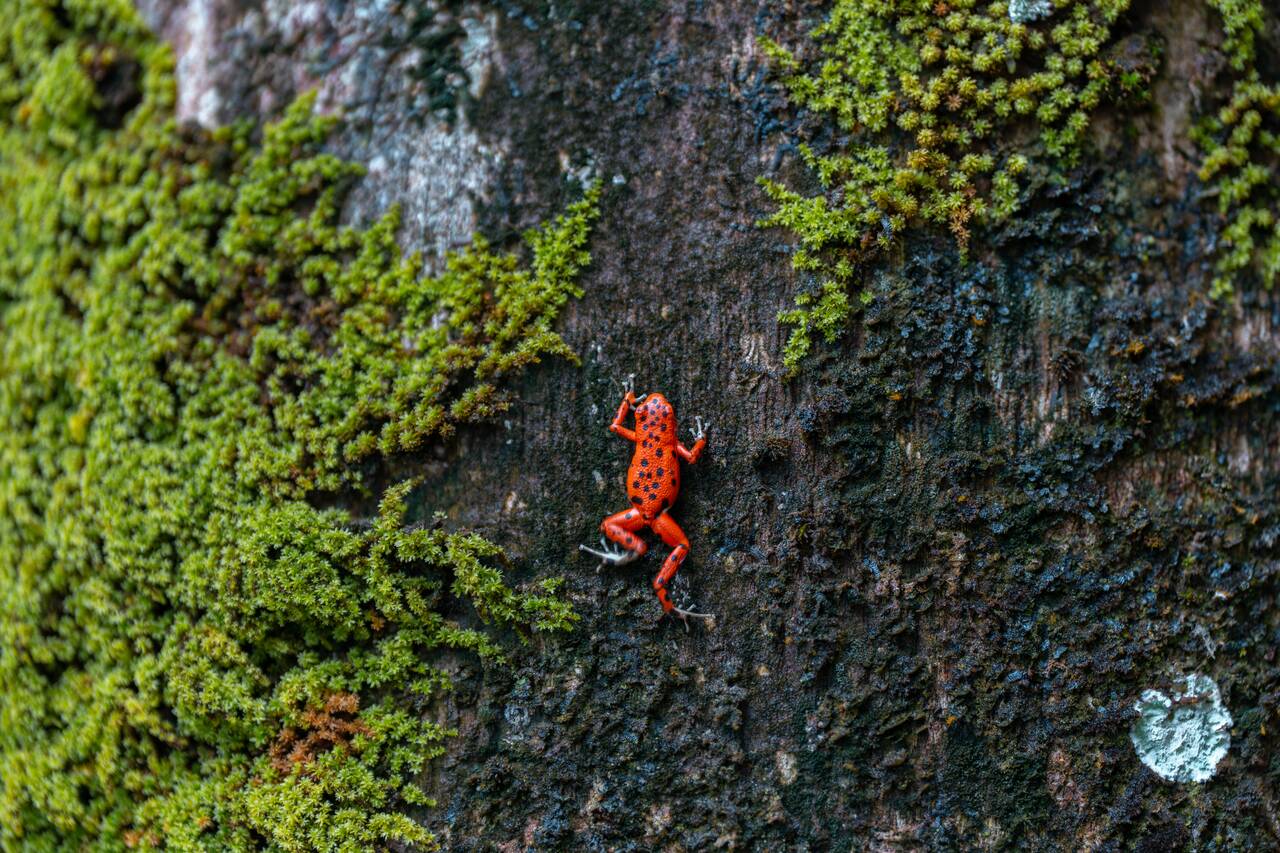 Red frong on a tree at Red Frog Beach