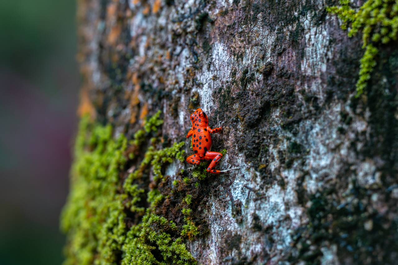 A small red frog seen at Red Frog Beach