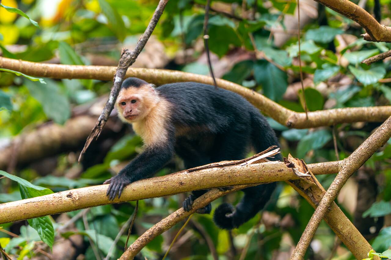 A monkey seen at Red Frog Beach