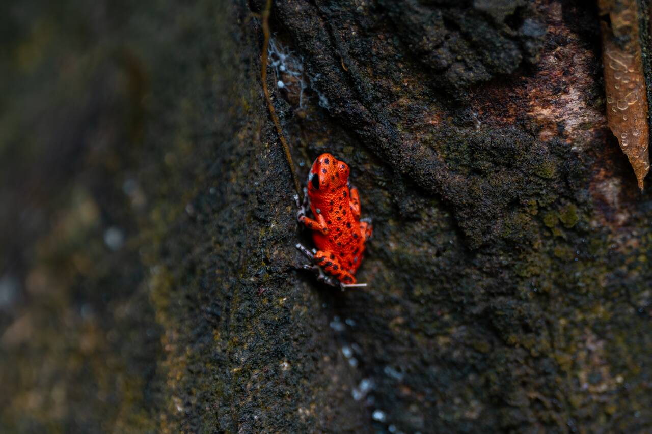 Another red frog at Red Frog Beach