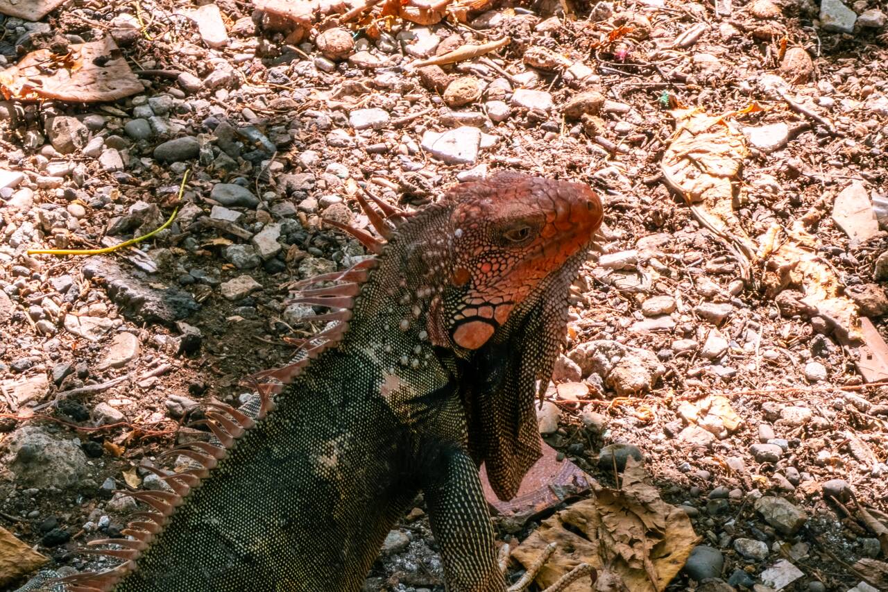 An Iguana I saw at the Green Iguana Conservation Project