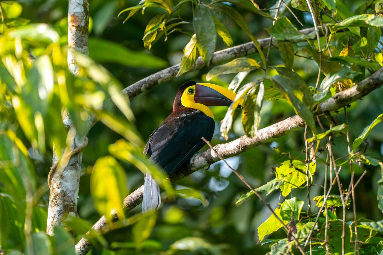 A tucan I saw in La Fortuna
