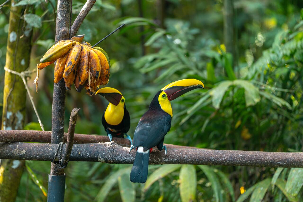 2 tucans feeding on bananas in La Fortuna