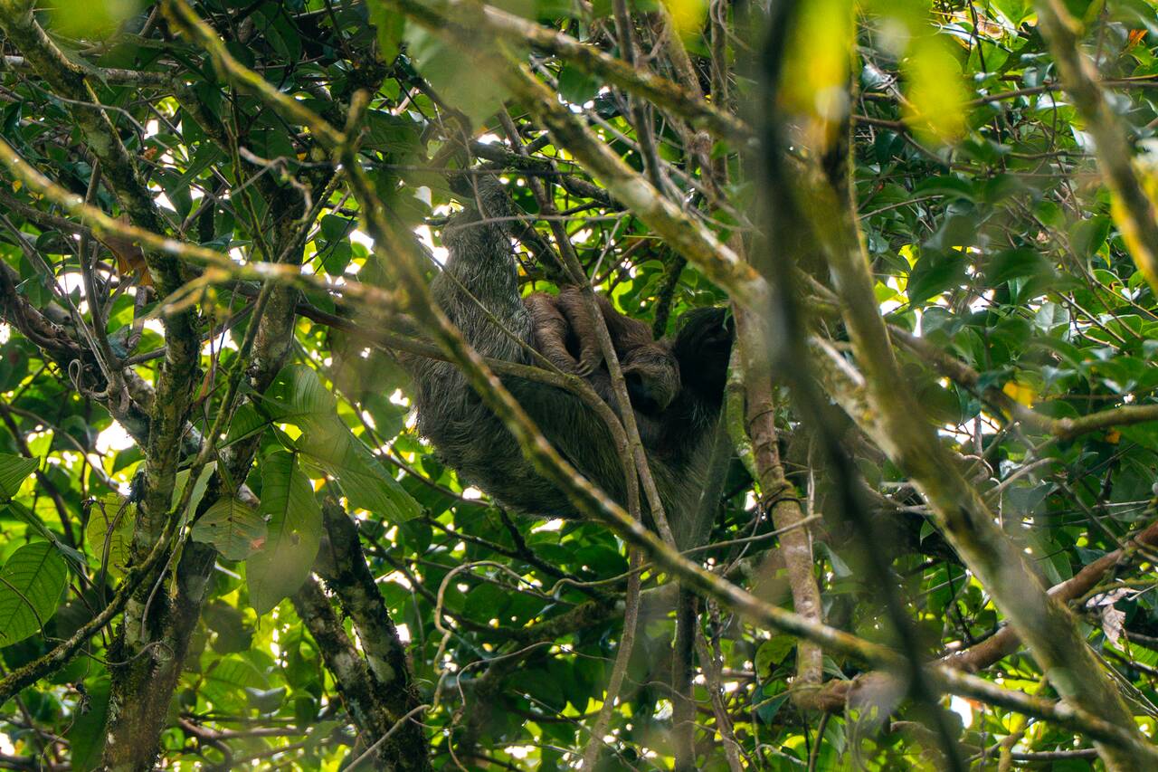 A sloth and a baby at Arenal Volcano National Park