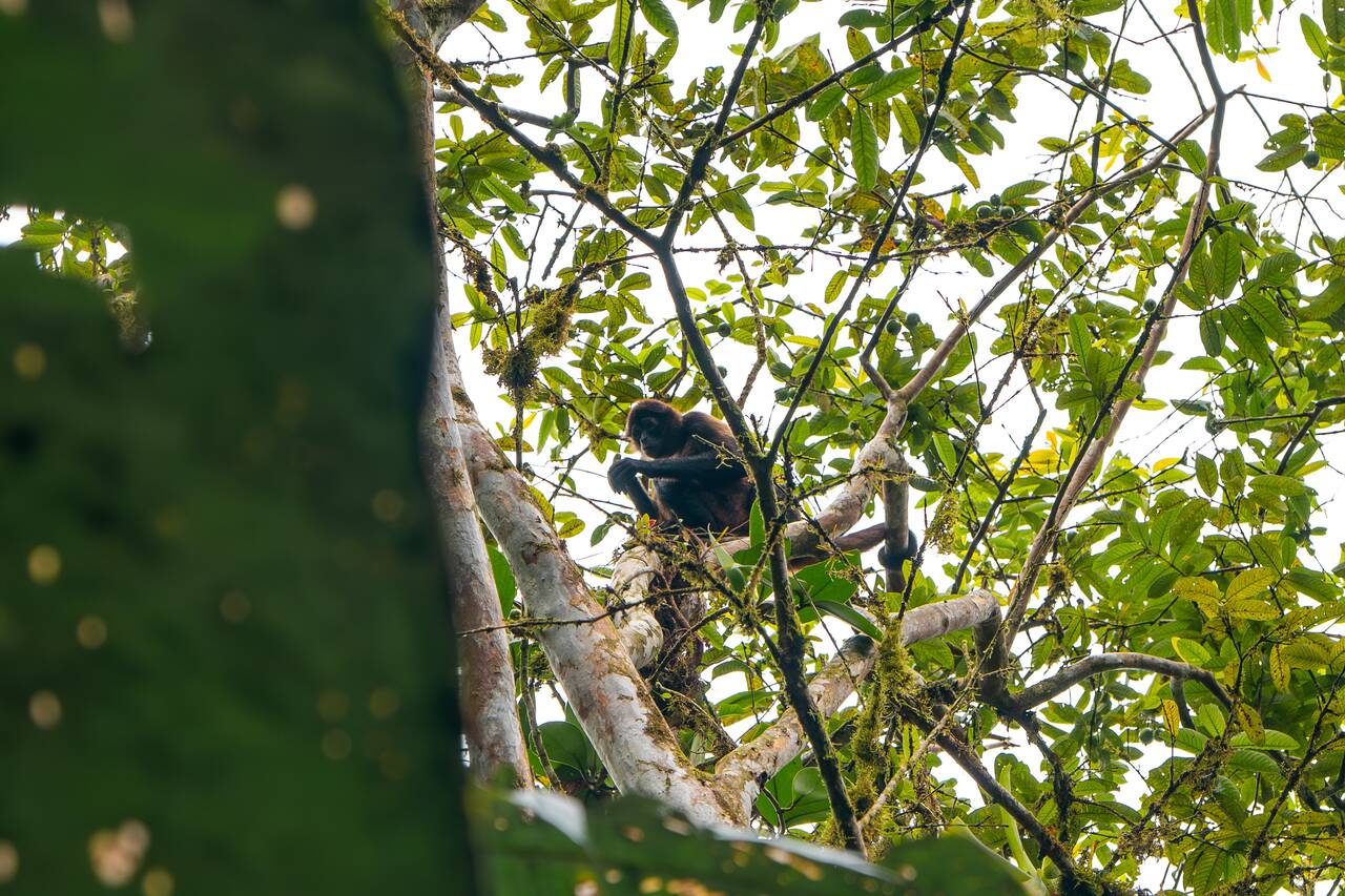 A monkey we spotted in Mystico