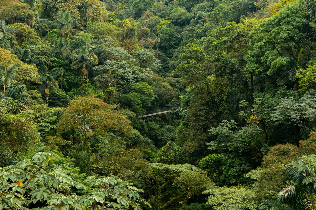 A suspension bridge amidst the rainforest seen from Mystico