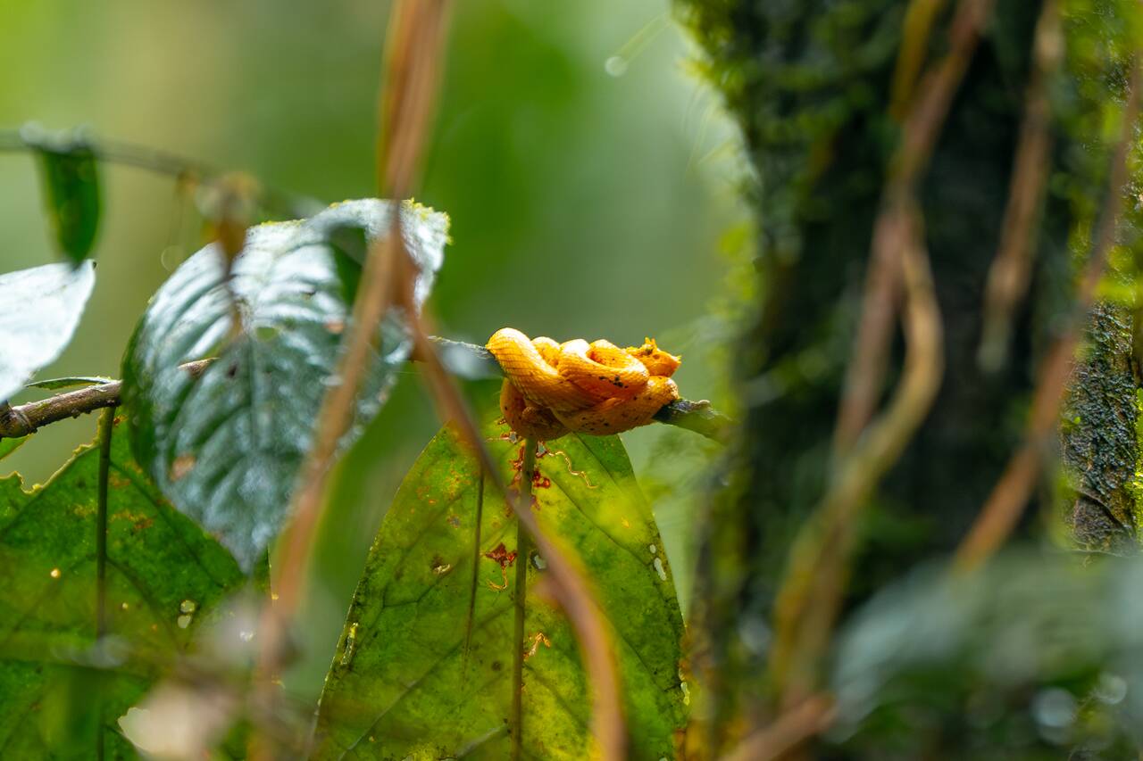 The snake we saw along Rio Celeste trail