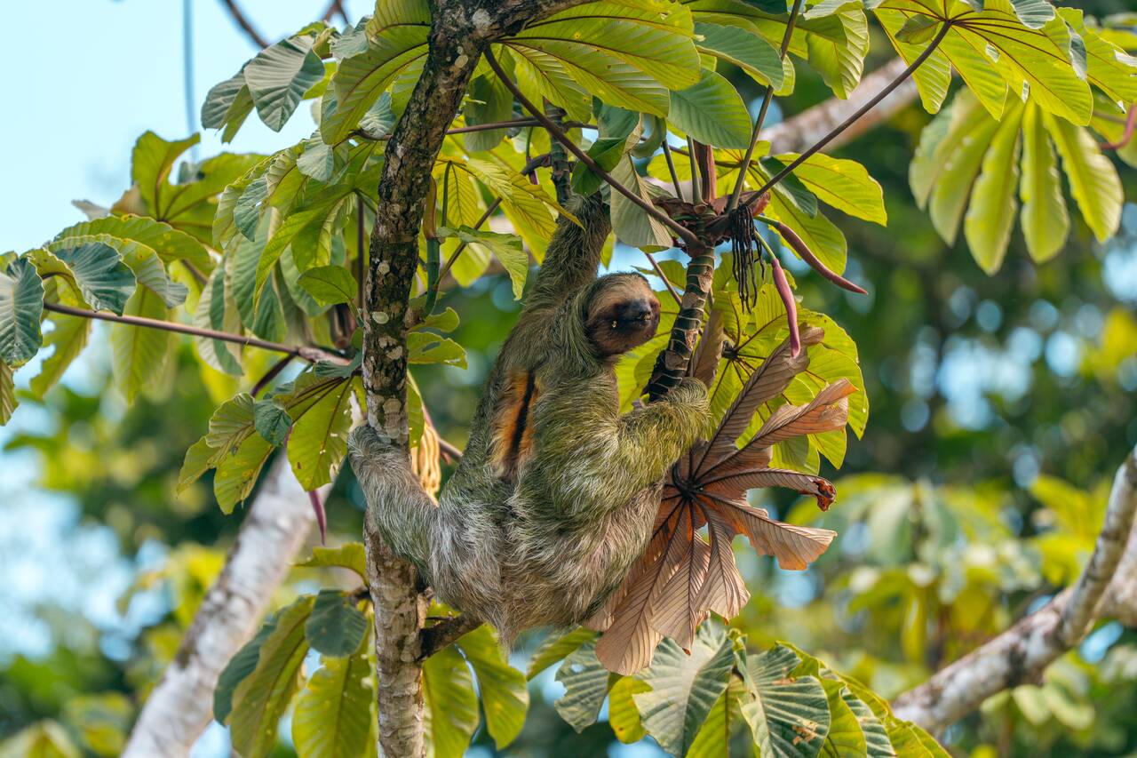 A sloth I saw in La Fortuna