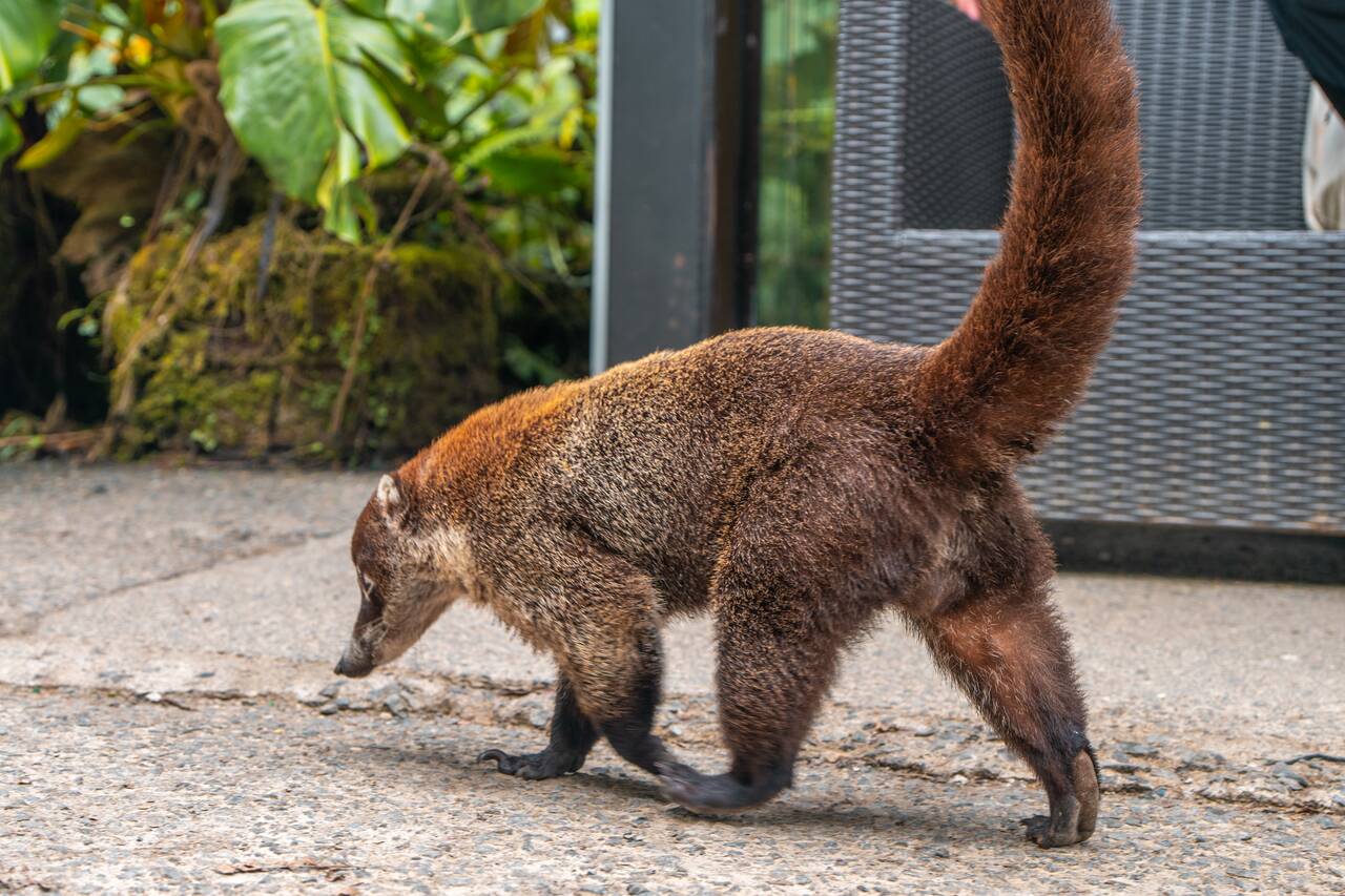 An ant eater I saw in Costa Rica