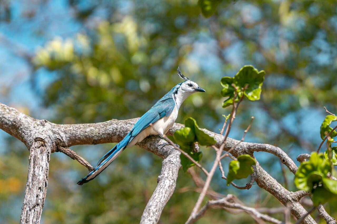 White throated Magpie Jay I saw in Nicaragua
