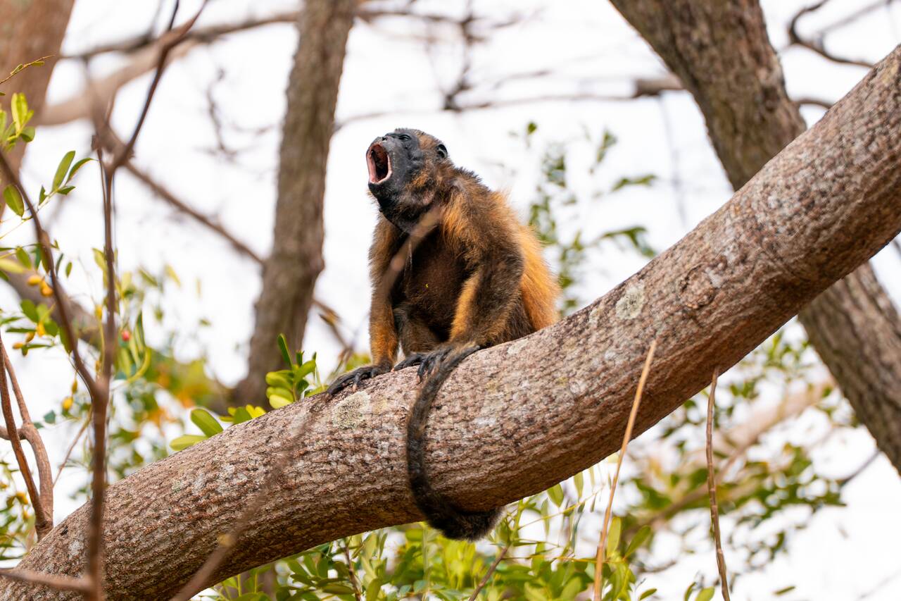 The howling monkey I saw along the road