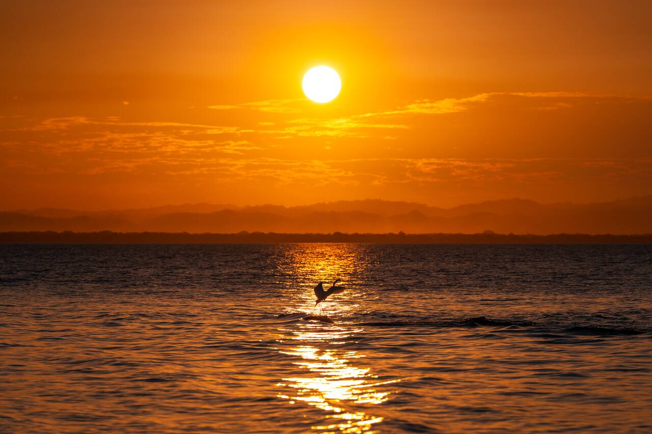 A bird flying over water at Punta Jesús María during sunset