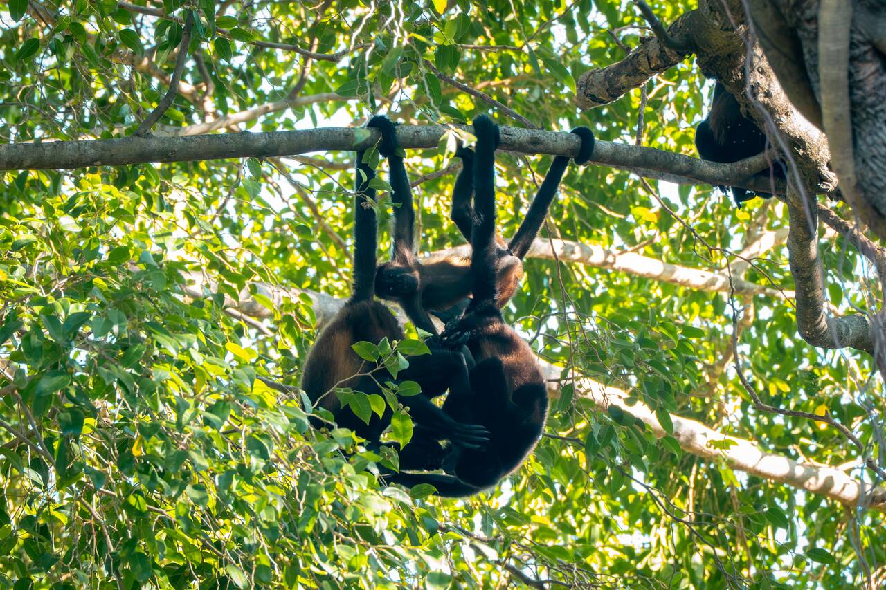 A group of monkeys messing around each other at Laguna de Apoyo