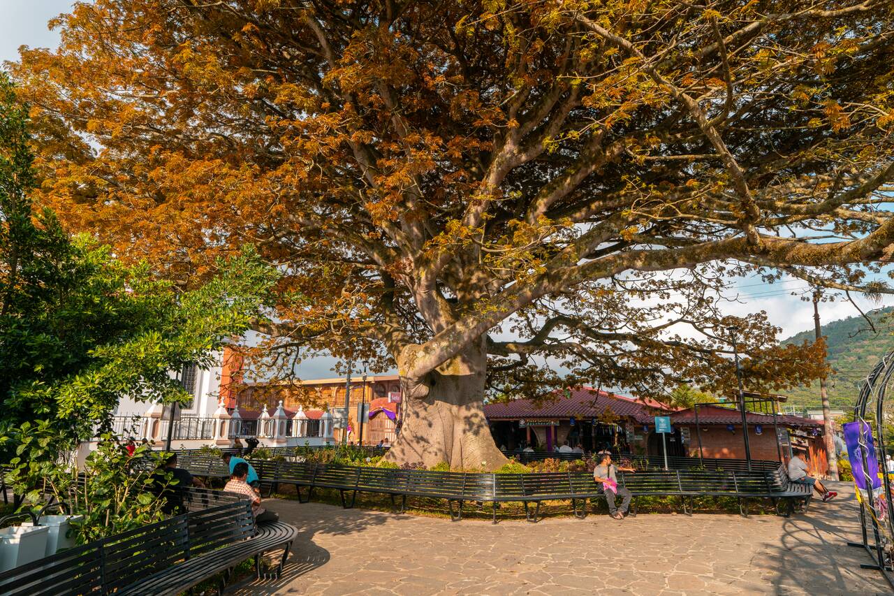 Big trees at Apaneca