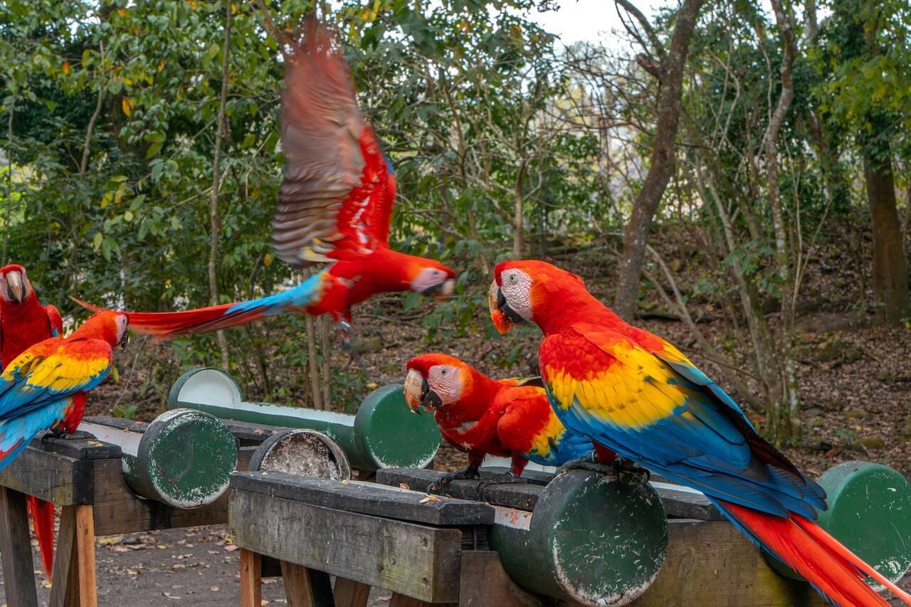 Scarlet Macaws flying around Copan