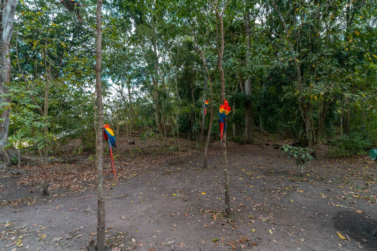 Macaws seen at Copan