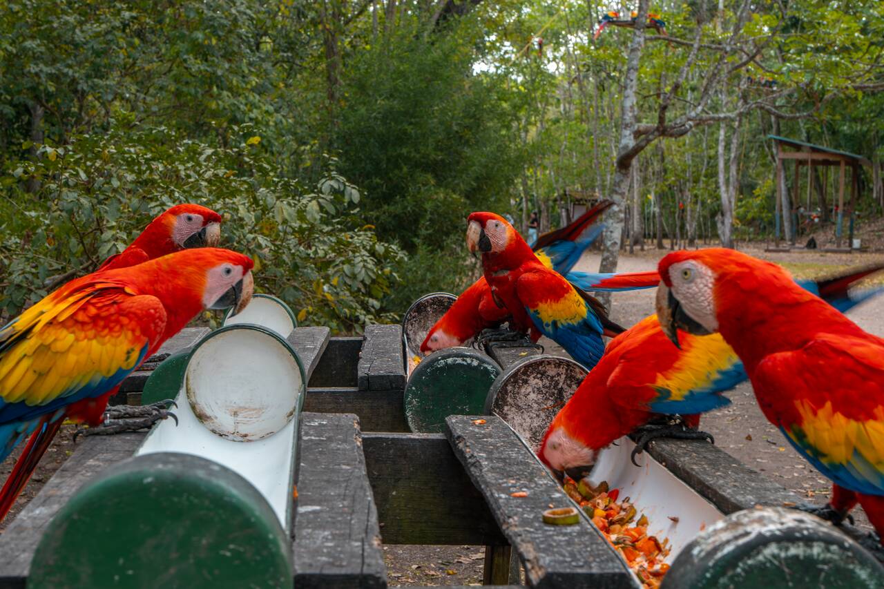 Lots of Macaws at the entrance of Copan