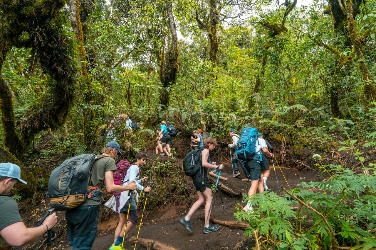 People hiking through the cloud forest in Acatenango
