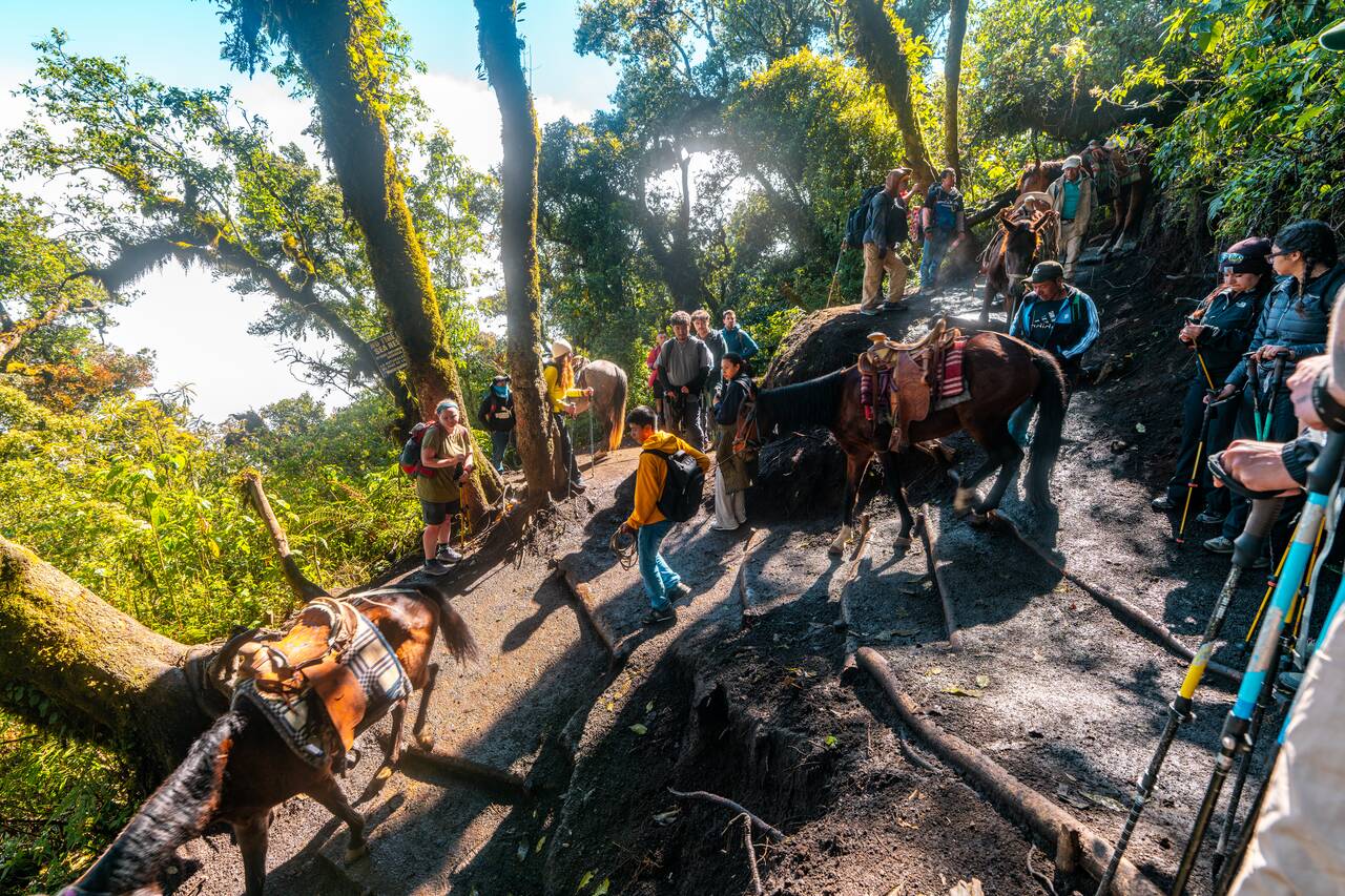 People hiking down Acatenango with horses sharing the trail