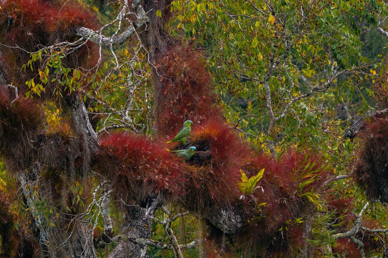 Green parrots seen in Tikal