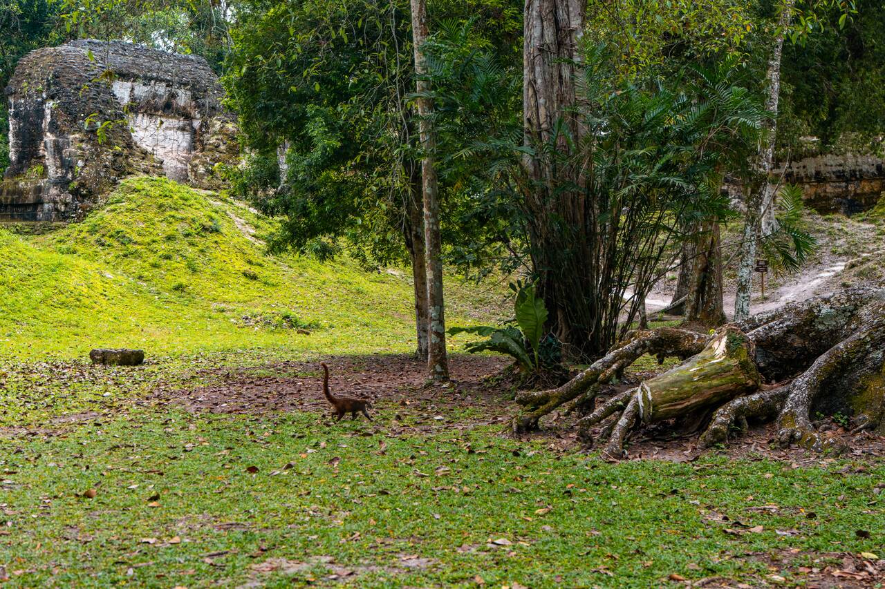 Wildlife spotted in Tikal