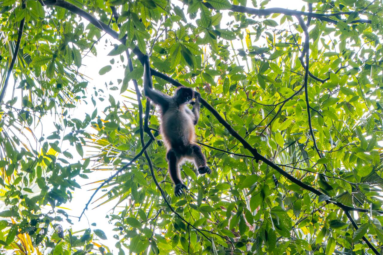 A monkey I saw in Tikal