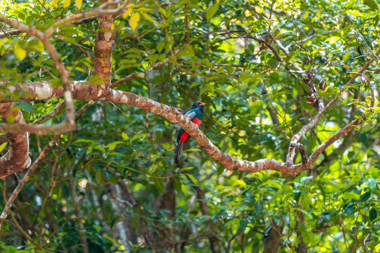Slaty-tailed Trogons I saw in Tikal
