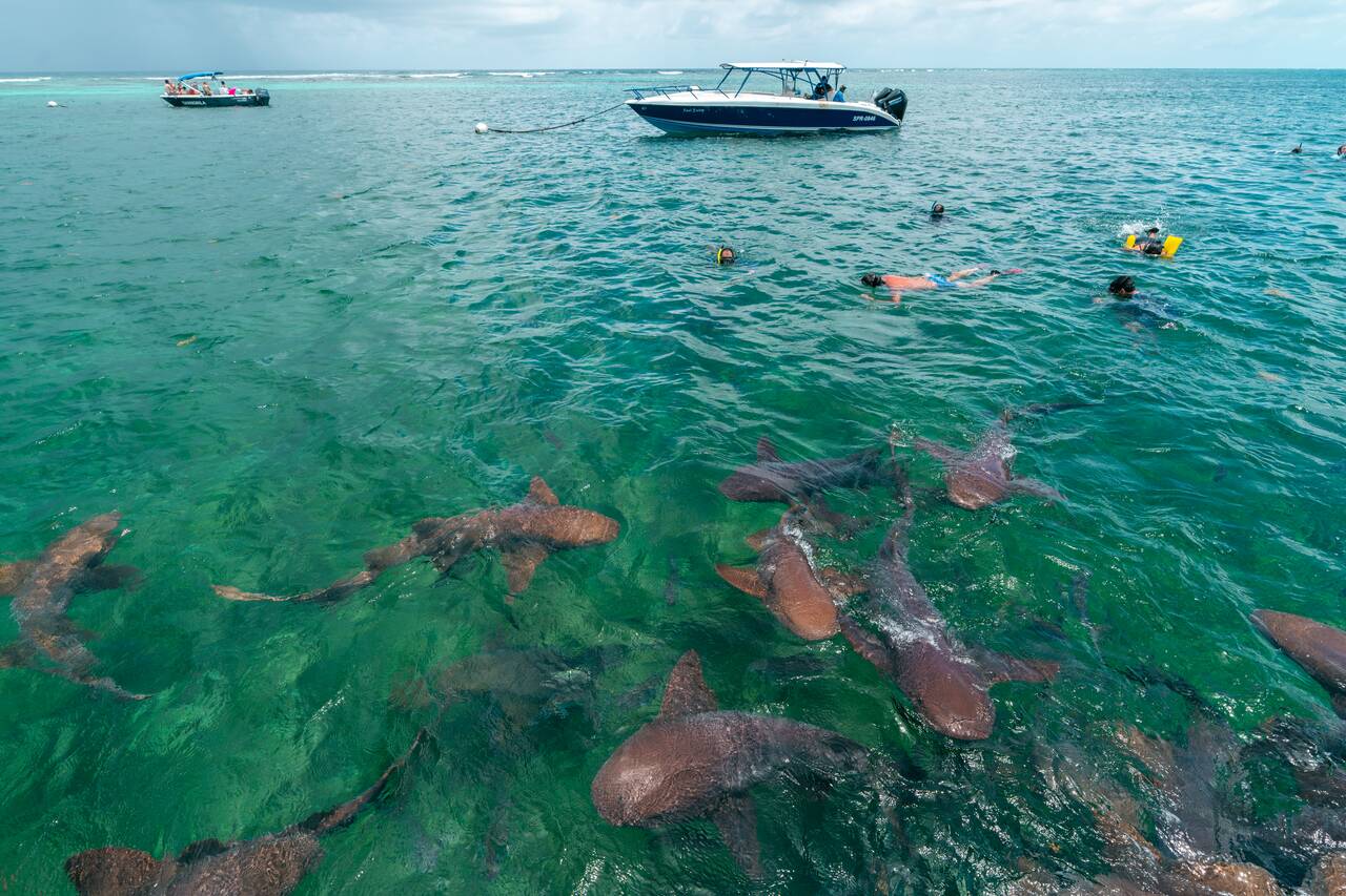 People snorkeling with sharks at Hol Chan Marine Reserve