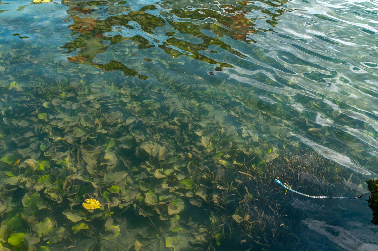 The rich marine ecosystem in Bacalar