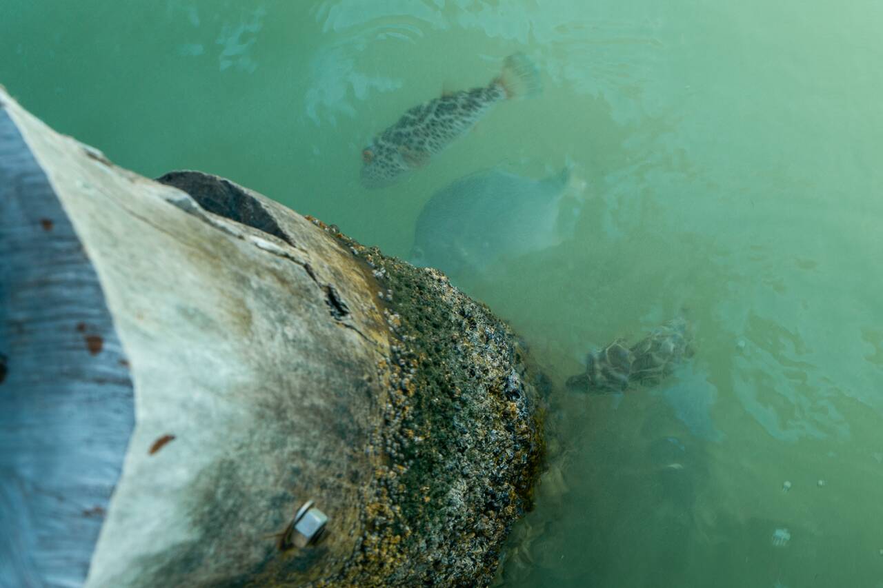 Fish in Holnox