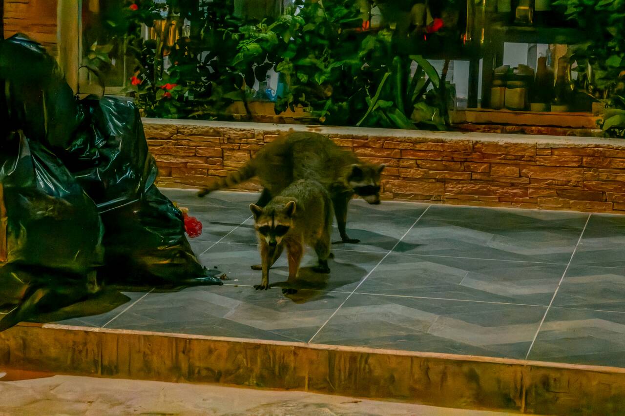 Racoons stealing trash in Holbox