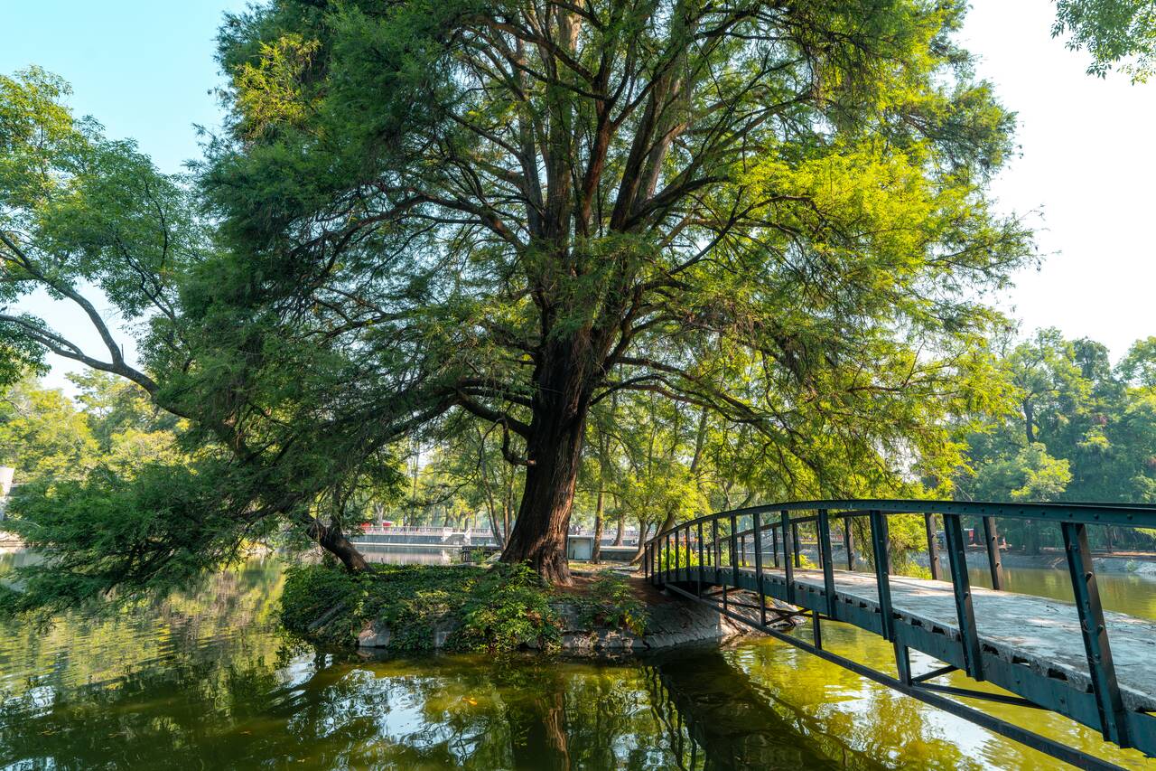 A bridge across the lake and a large tree atChapultepec Park