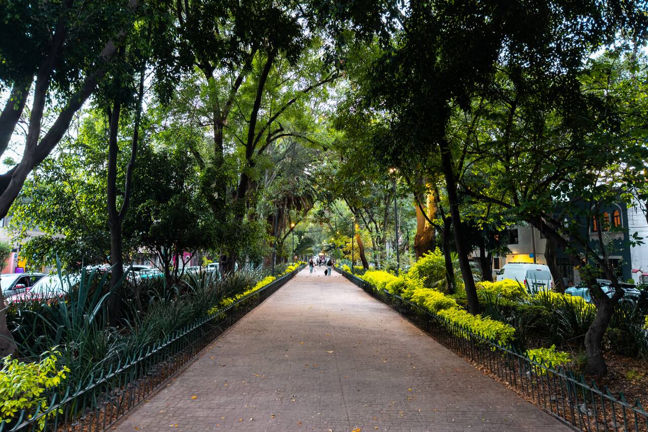 Walking path under Trees at La Condesa